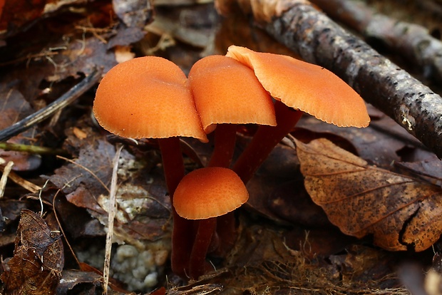 lakovka Laccaria sp.