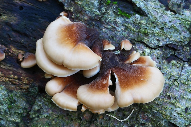 húževnatček medvedí Lentinellus ursinus (Fr.) Kühner