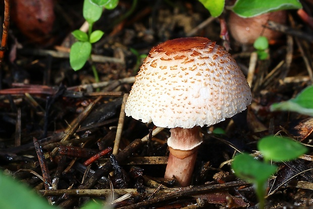 bedlička fialovkastá Lepiota lilacea Bres.