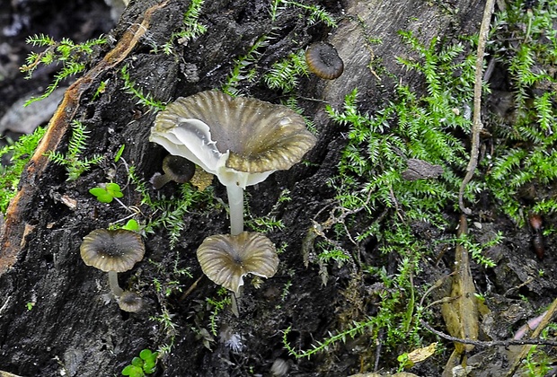 kalichovka  Lichenomphalia sp.