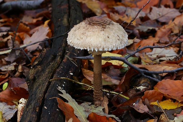 bedľa vysoká Macrolepiota procera (Scop.) Singer