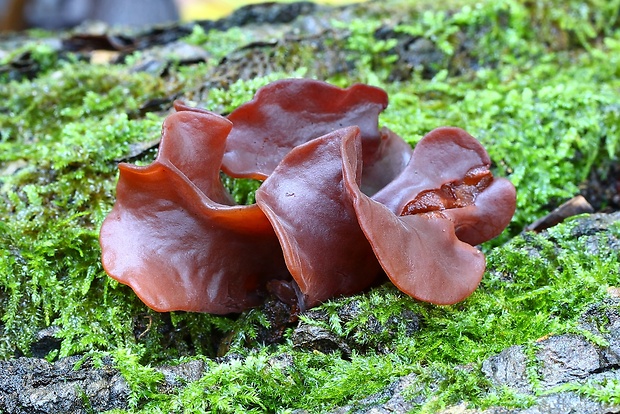 rôsolovka Phaeotremella frondosa (Fr.) Spirin & V. Malysheva