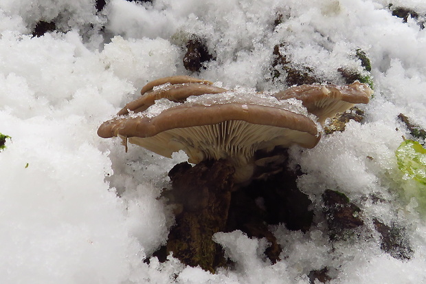 hliva ustricovitá Pleurotus ostreatus (Jacq.) P. Kumm.