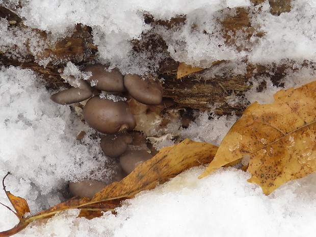 hliva ustricovitá Pleurotus ostreatus (Jacq.) P. Kumm.