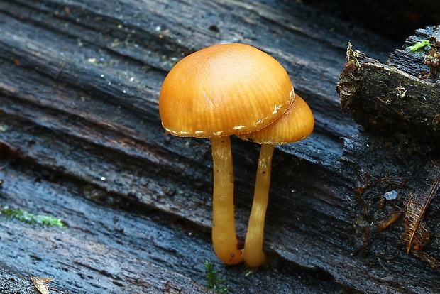 drobuľka Psathyrella sp.