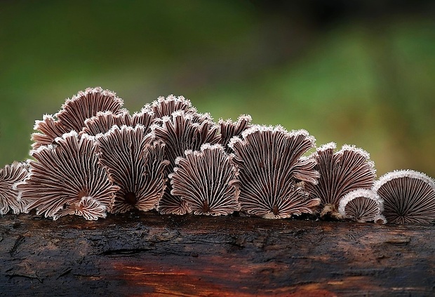 klanolupeňovka obyčajná Schizophyllum commune Fr.