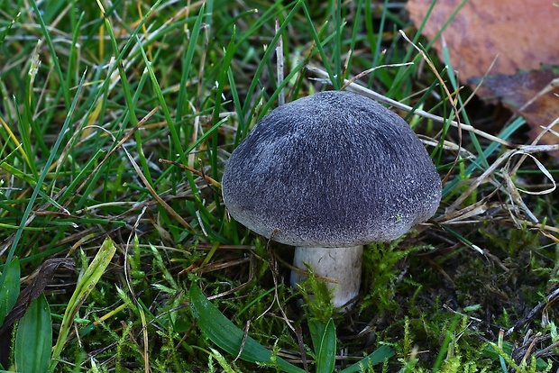 čírovka zemná Tricholoma terreum (Schaeff.) P. Kumm.