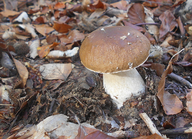 hríb smrekový Boletus edulis Bull.