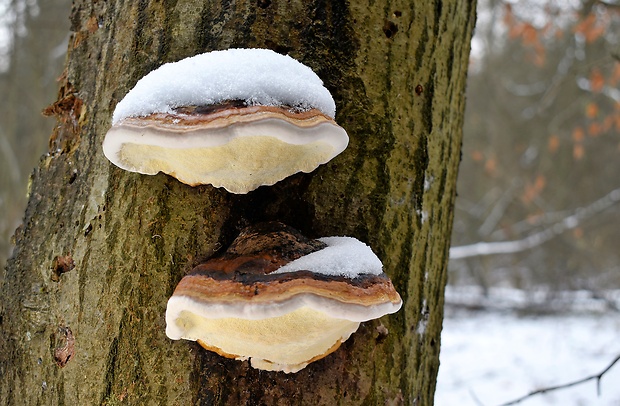 práchnovec kopytovitý Fomes fomentarius (L.) J.J. Kickx