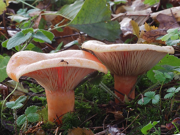 rýdzik jedľový Lactarius salmonicolor R. Heim & Leclair