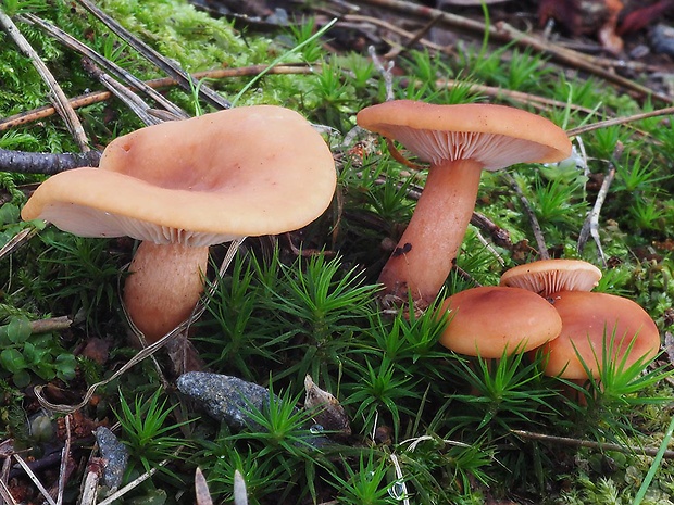 rýdzik matný Lactarius tabidus Fr.