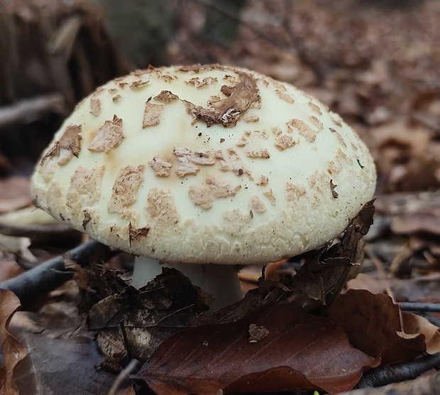 muchotrávka citrónovožltá Amanita citrina Pers.