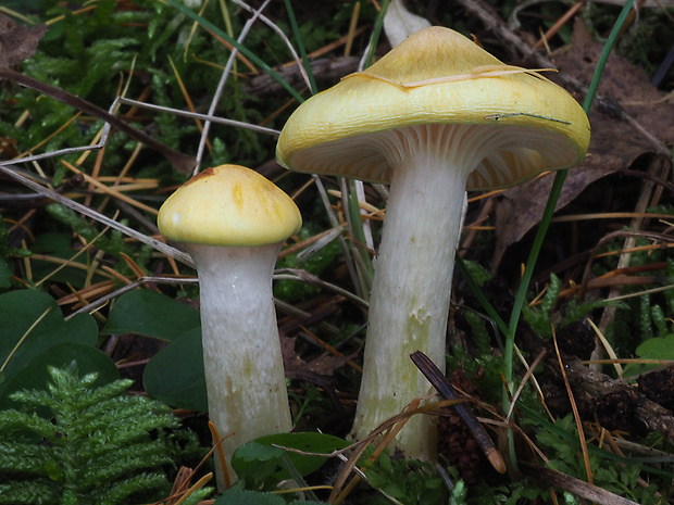 šťavnačka smrekovcová Hygrophorus lucorum Kalchbr.