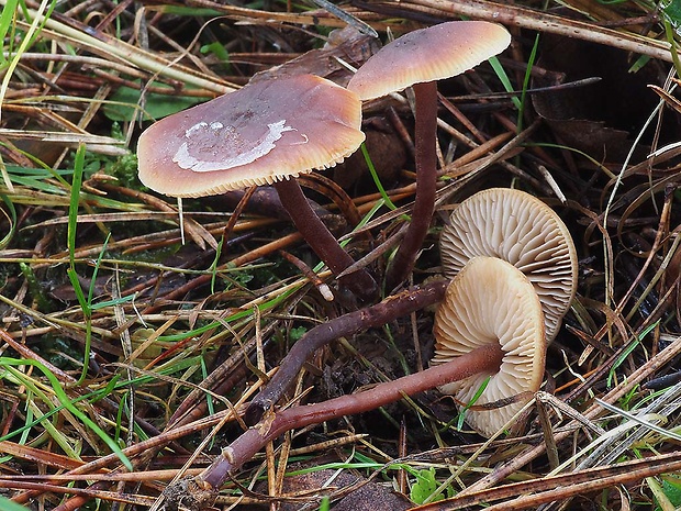 smeťovček uhorkový Macrocystidia cucumis (Pers.) Joss.