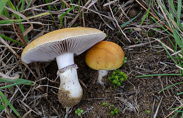 golierovka ovenčená Stropharia coronilla (Bull.) Quél.