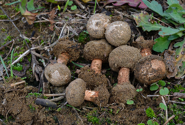 stopkovec Tulostoma sp.