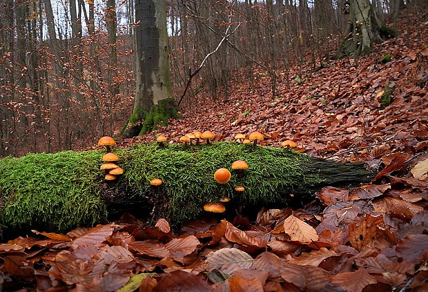 kapucňovka  - biotop   Galerina sp.