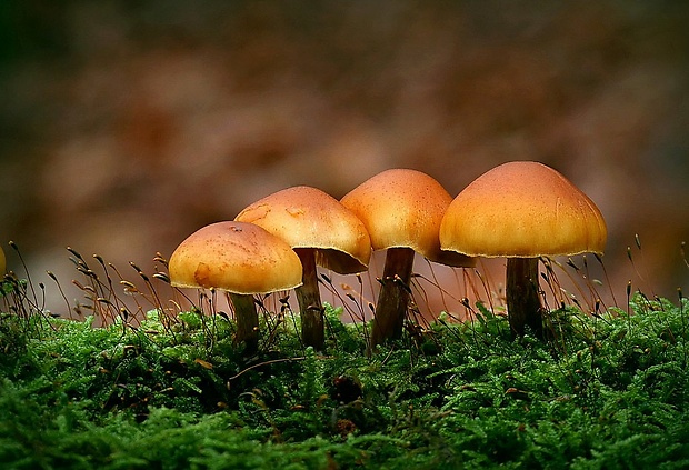 kapucňovka Galerina sp.