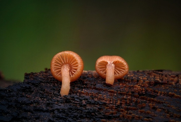 smeťovka zimná Tubaria furfuracea (Pers.) Gillet