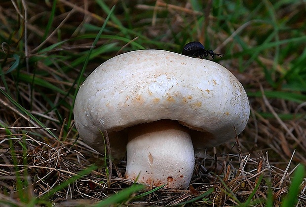 pečiarka Agaricus sp.