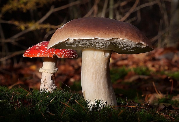 hríb smrekový Boletus edulis Bull.