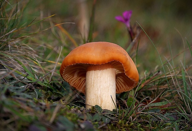 lúčnica statná Cuphophyllus pratensis (Fr.) Bon