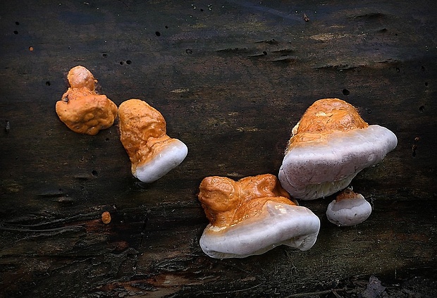 práchnovček pásikavý Fomitopsis pinicola (Sw.) P. Karst.