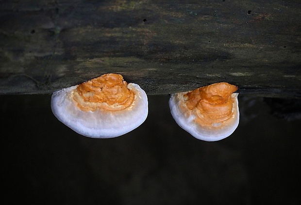 práchnovček pásikavý Fomitopsis pinicola (Sw.) P. Karst.