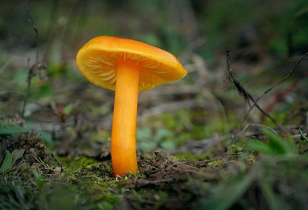 lúčnica Hygrocybe sp.