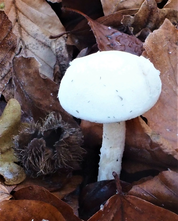 šťavnačka slonovinová Hygrophorus eburneus (Bull.) Fr.