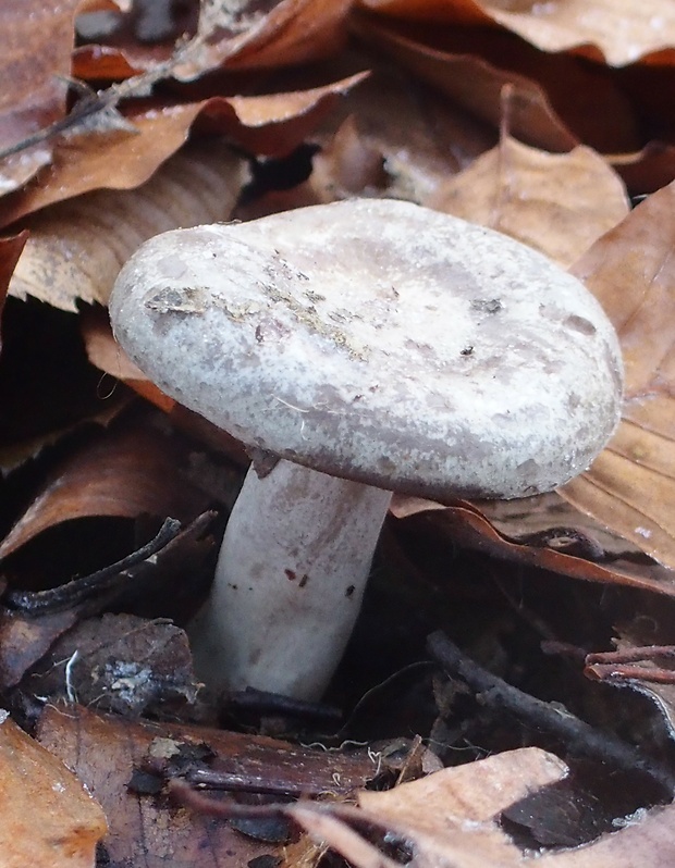 rýdzik Lactarius sp.