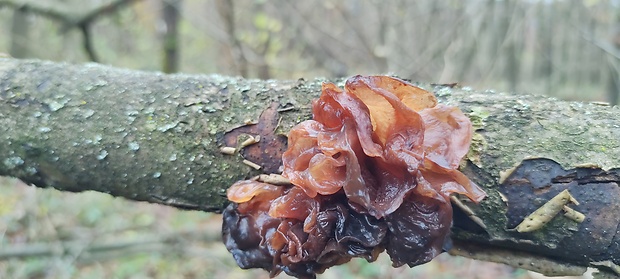 rôsolovka Phaeotremella frondosa (Fr.) Spirin & V. Malysheva