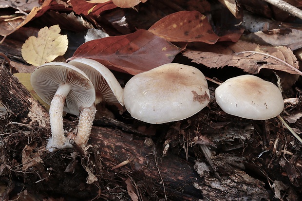 šupinovka hlinovookrová Pholiota lenta (Pers.) Singer