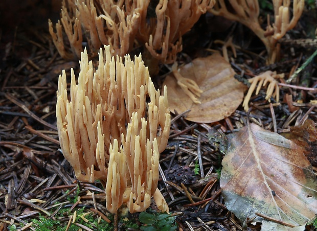 strapačka Ramaria sp.