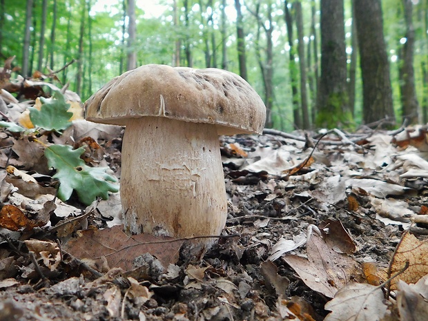 hríb bronzový Boletus aereus Bull. ex Fr.