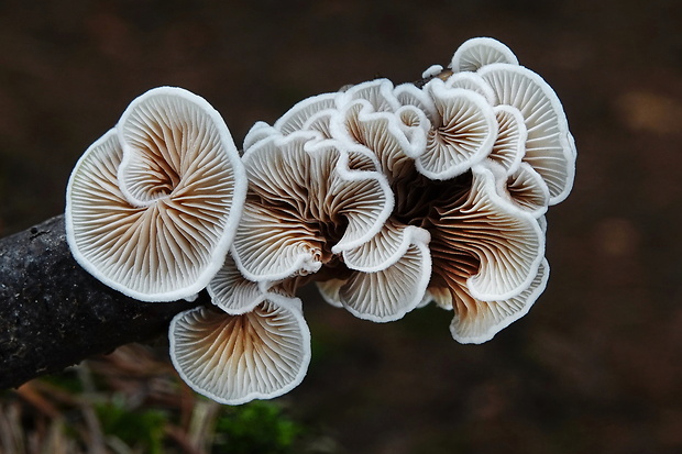 pahliva Crepidotus sp.