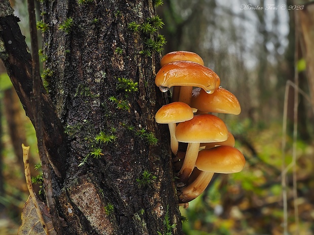 plamienka Flammulina sp.