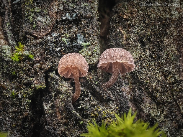 prilbička pomúčená Mycena meliigena (Berk. & Cooke) Sacc.