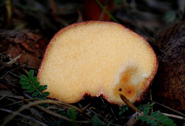 koreňovec červený Rhizopogon roseolus (Corda) Th. Fr.