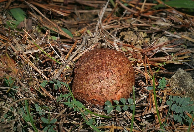 koreňovec červený Rhizopogon roseolus (Corda) Th. Fr.