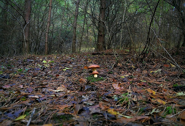 masliak zrnitý - biotop Suillus granulatus (L.) Roussel