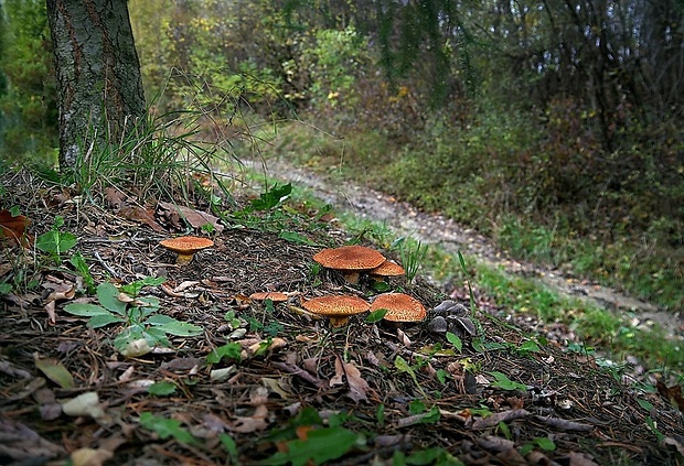 masliak duglaskový Suillus lakei (Murrill) A.H. Sm. & Thiers