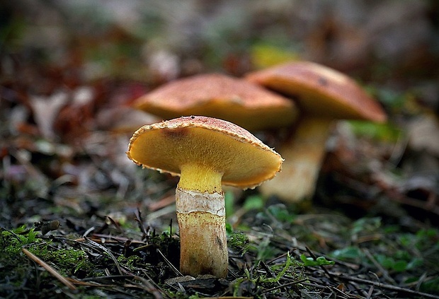 masliak duglaskový Suillus lakei (Murrill) A.H. Sm. & Thiers