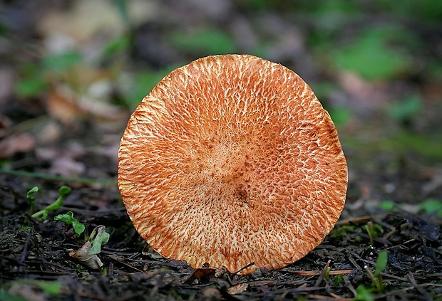 masliak duglaskový Suillus lakei (Murrill) A.H. Sm. & Thiers