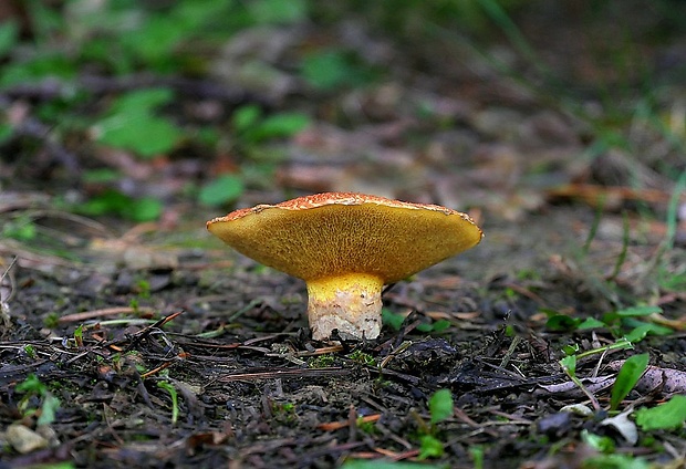 masliak duglaskový Suillus lakei (Murrill) A.H. Sm. & Thiers