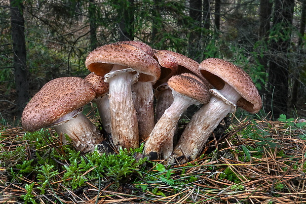 podpňovka tmavá Armillaria ostoyae (Romagn.) Herink