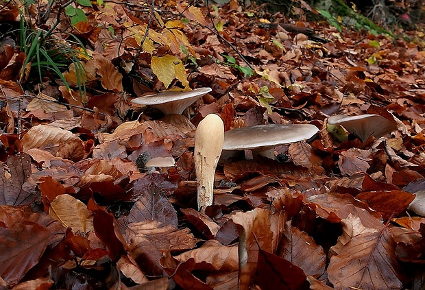 kyjak obrovský Clavariadelphus pistillaris (Fr.) Donk