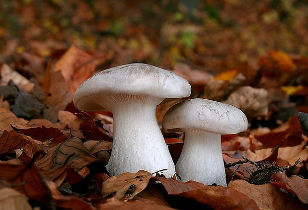 strmuľka inovaťová Clitocybe nebularis (Batsch) P. Kumm.