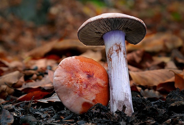 pavučinovec Cortinarius sp.