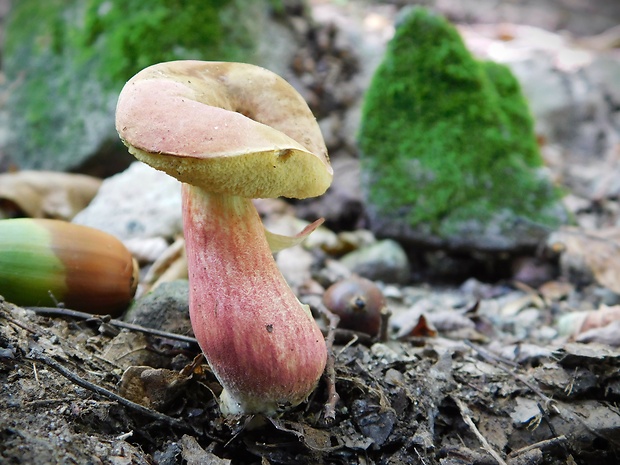 suchohríb Hortiboletus bubalinus (Oolbekk. & Duin) L. Albert & Dima